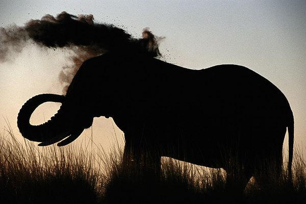 African elephant (Loxodonta africana), silhouetted, Zambezi River area, Zambia.